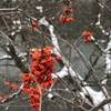 Red flowers against the Crow River in the background.