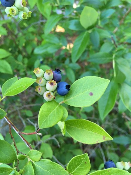 Highbush Blueberries (taken July 7, 2018).