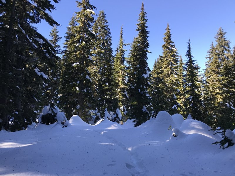 Snowy wonderland on ridge line.