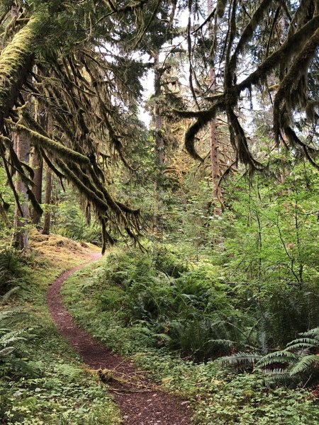 The first 4 miles of trail, a relatively easy walk from South to North, is covered by beautiful old growth forest.