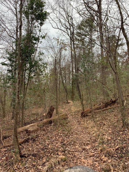 Along the Nature trail (Pink markers)