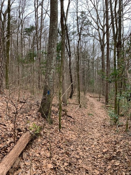 Portion of the Trillium Trail