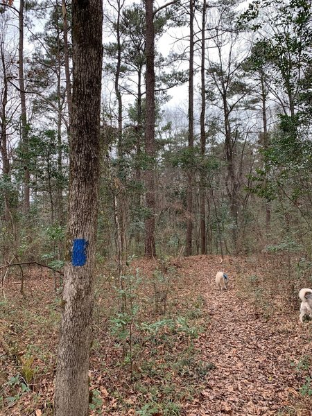 Trillium Trail- Plenty of room for a couple to hike or to bring along dogs