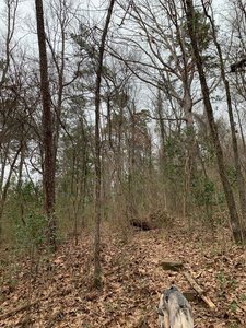 Small Incline area along Trillium Trail
