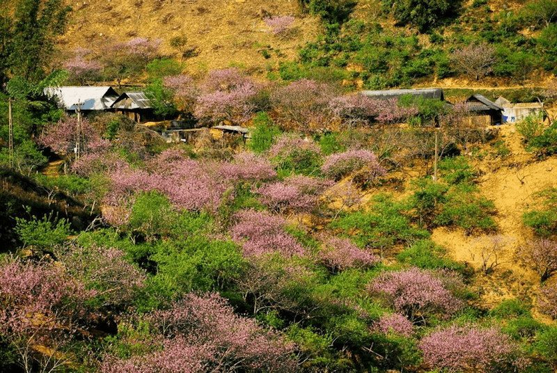 Peach blossom season