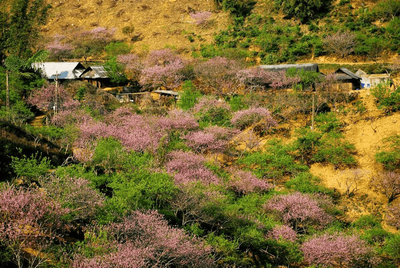 Peach blossom season
