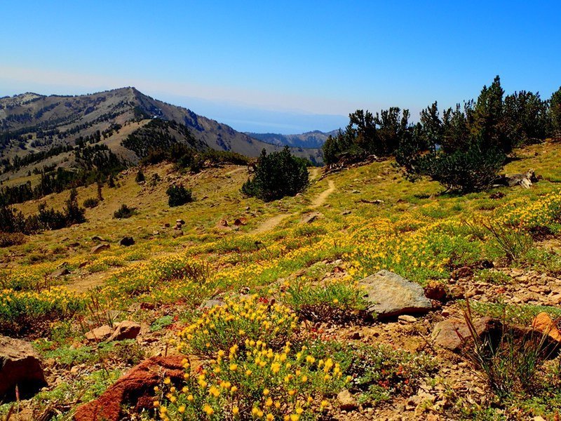 Houghton trail looking toward Relay Peak