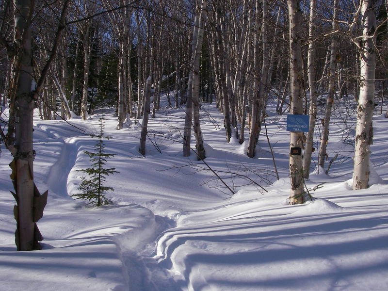 Beautiful birch grove on Snowshoe trail D2 off Games Trail.