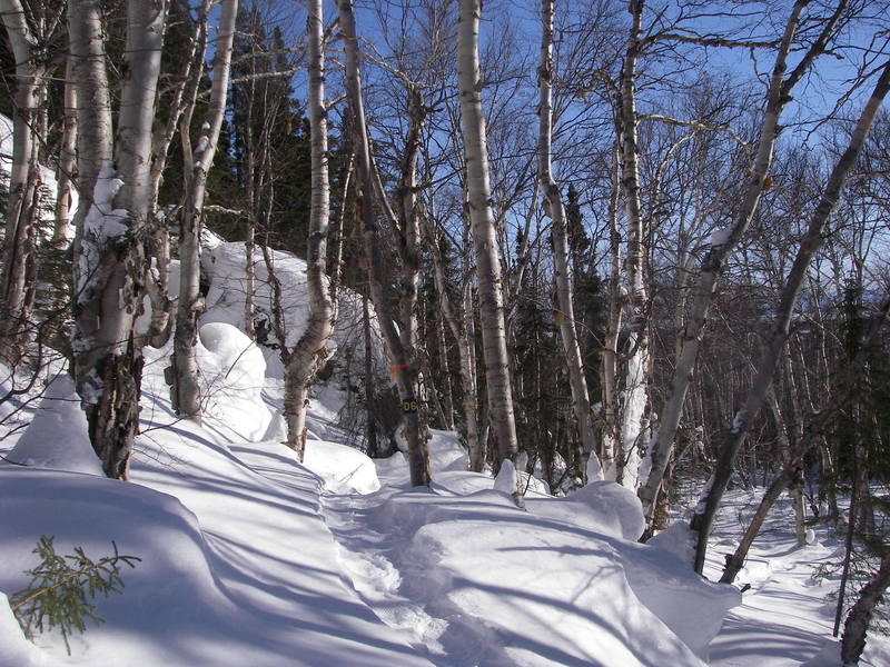 Snowshoe Trail D6 near D7 intersection.