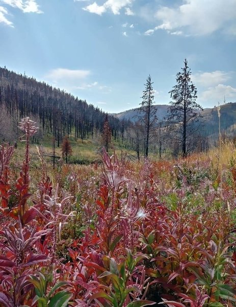 Alice Creek Trail.