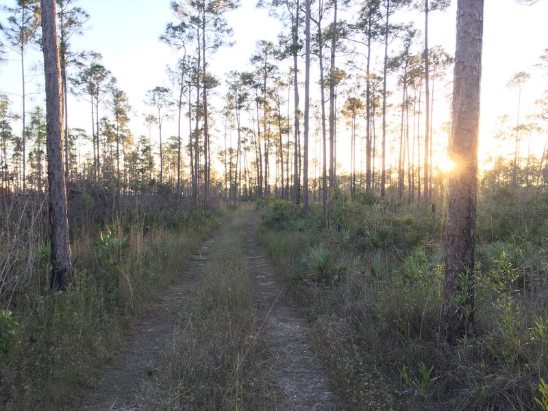 Sunset on Long Pine Key Trail.