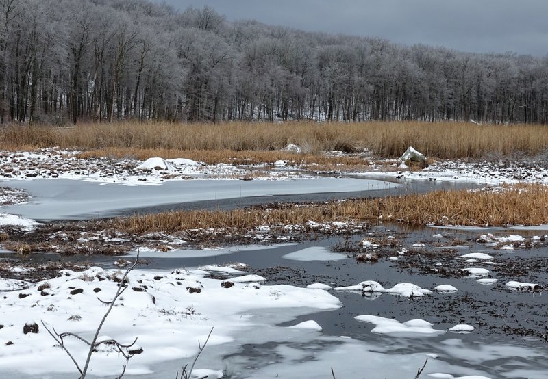 An otherwise routine wetland becomes a winter wonder after a snow and ice storm in Mahlon Dickerson Reservation, NJ.