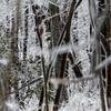 An ice storm helps White Trail in Mahlon Dickerson Reservation lived up to it's name.