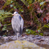 A one-legged bird! Despite the trail traffic, wildlife finds some amount of solace.