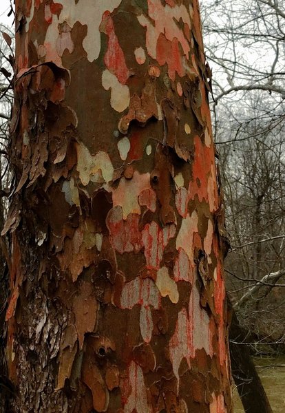 A colorful Sycamore shedding it's skin