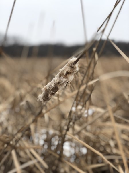 Close up of a cattail on the marsh.
