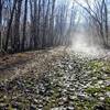 Misty morning on the trail wooded trail that leads to the river