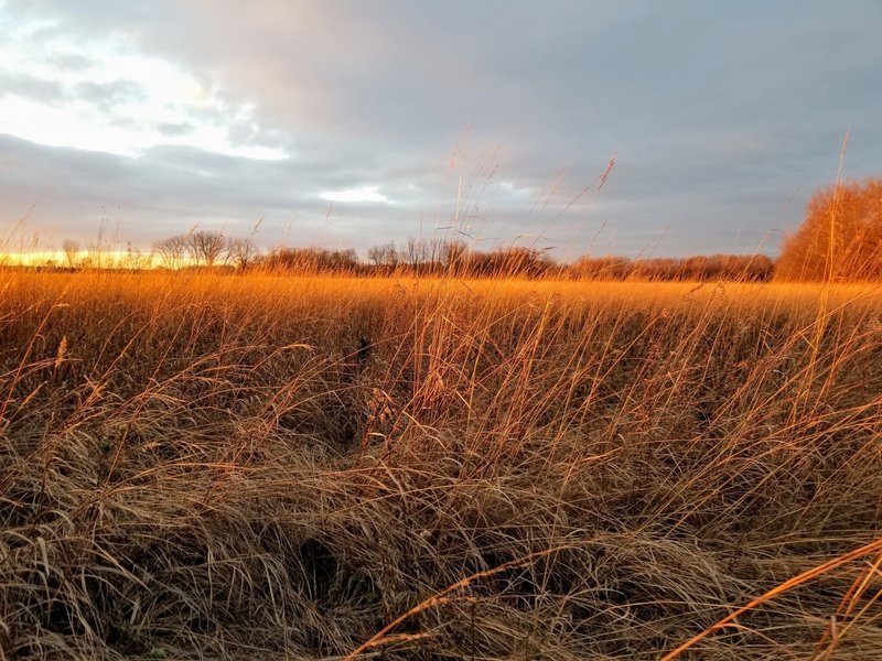 Tall grass meadow