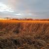 Tall grass meadow