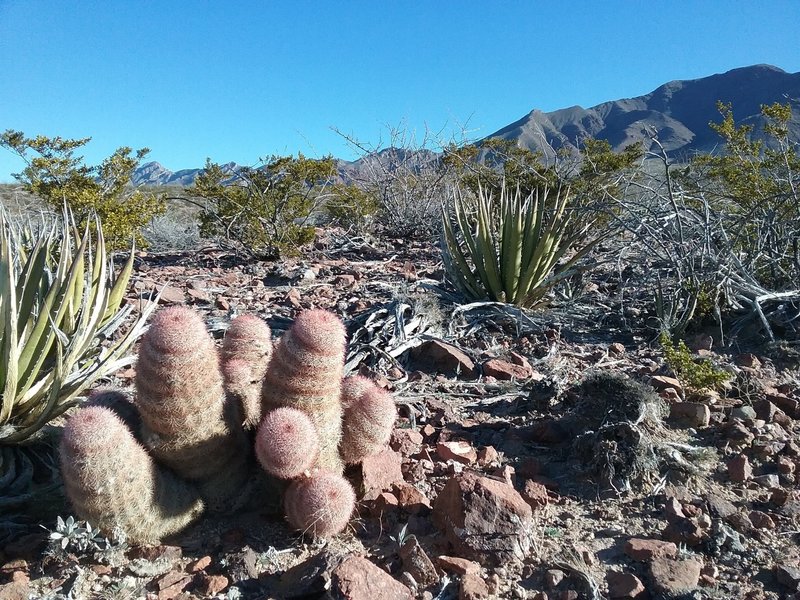 Texas rainbow cactus