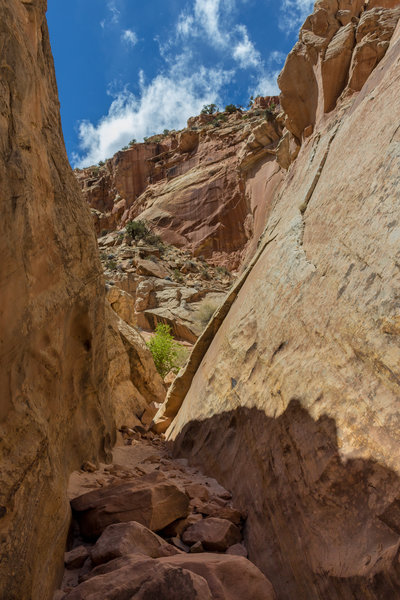 Some scrambling is required to get over the numerous boulders in the wash