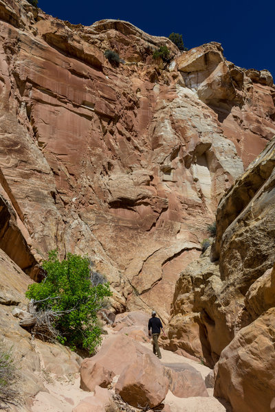 Cottonwood Wash soon makes you feel very small when you look up its gigantic walls