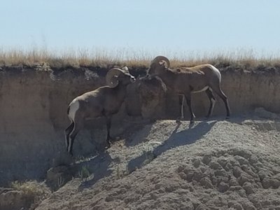 2 Bighorn Sheep near the trailhead