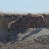 2 Bighorn Sheep near the trailhead