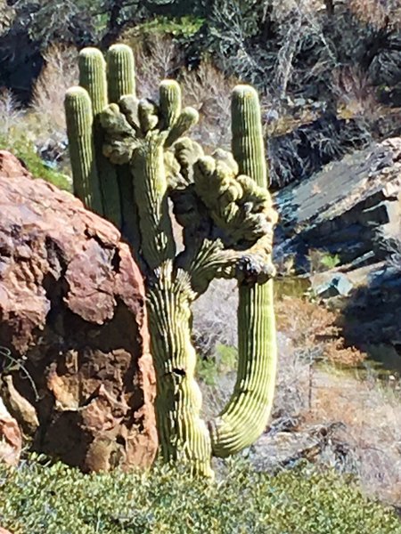 A crested suguaro cactus, one of at least 2 along this trail.