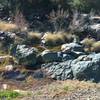 Cave Creek crossings can be slightly tricky, but I never got my feet wet.