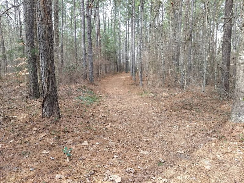 Forest Exploration Trail