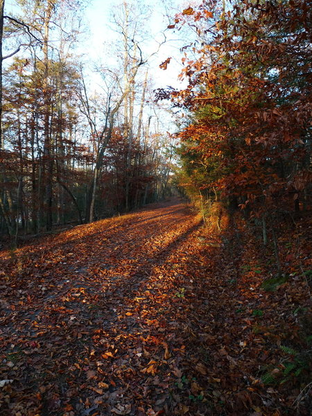 Lake Road covered in leaves in the waning light.