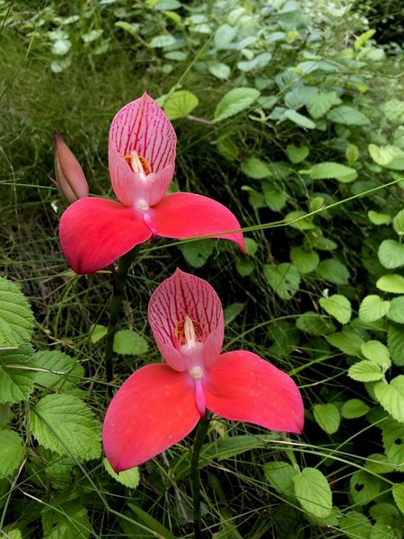 Famous Red Disa