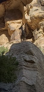 Wild life in Ice Box Canyon trail at Red Rock.