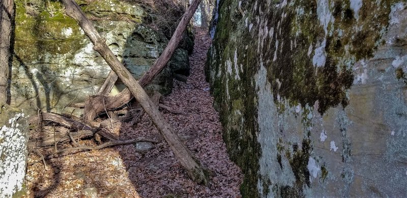 Trail #105 goes up and back to parking here. Trail #105A continues to the left and on around the back side for a slightly longer hike.