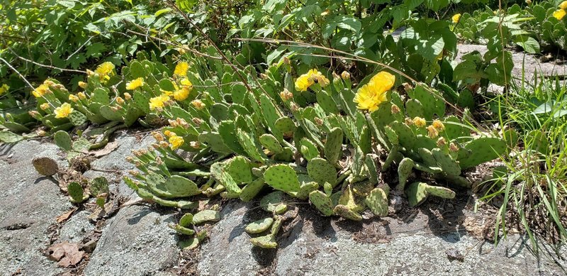 Cactus on "Cactus Ledge"