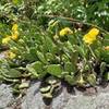 Cactus on "Cactus Ledge"