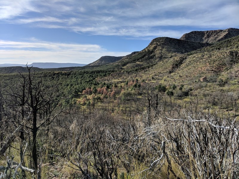 Result of the 2017 Highline fire. You can see the burned area to the right and unburned area to the left. The trail was widened to make a fire break in this area, so you often walk right down the border of the burned and unburned areas.