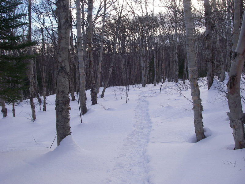Snowshoe trail D5.