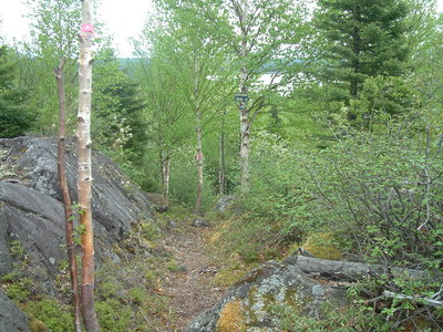 Snowshoe trail A2 is also a nice summer hike.