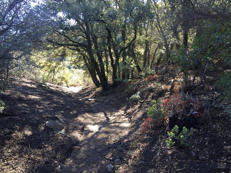 Entering Live Oak Spring area.