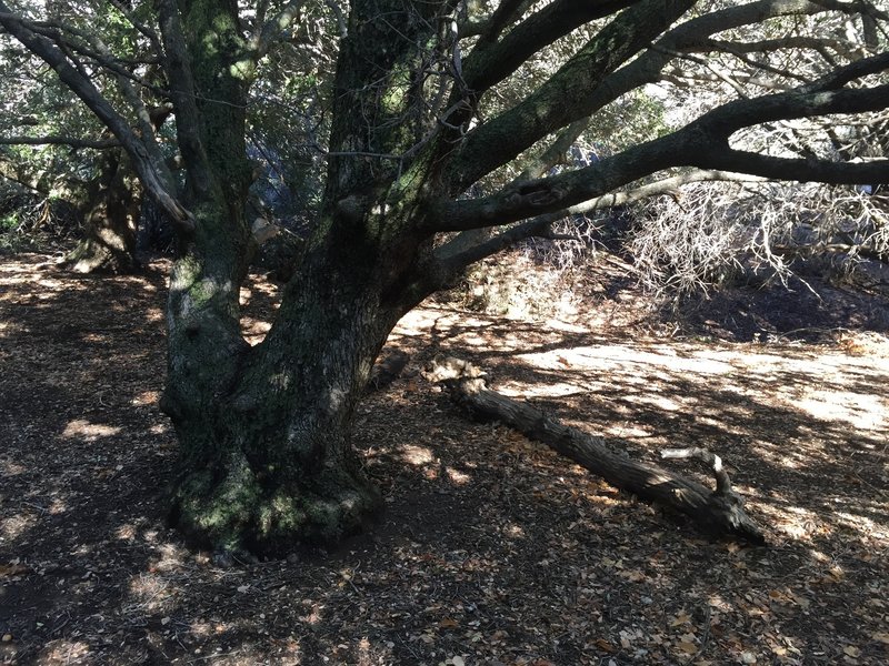 Live Oak Spring campsite