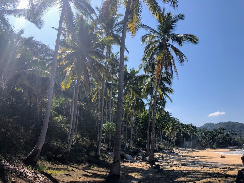 Row of palm trees along the trail