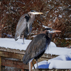 Even in the snow and despite a cold snap, herons find some sun and warmth