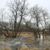 Trees in Frozen Bog