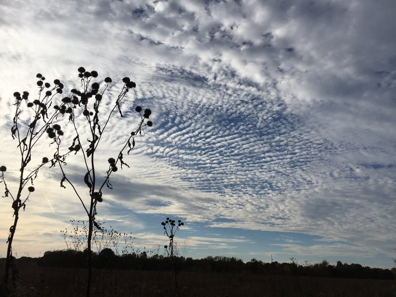 Cirrocumulus Clouds or Mackerel Sky