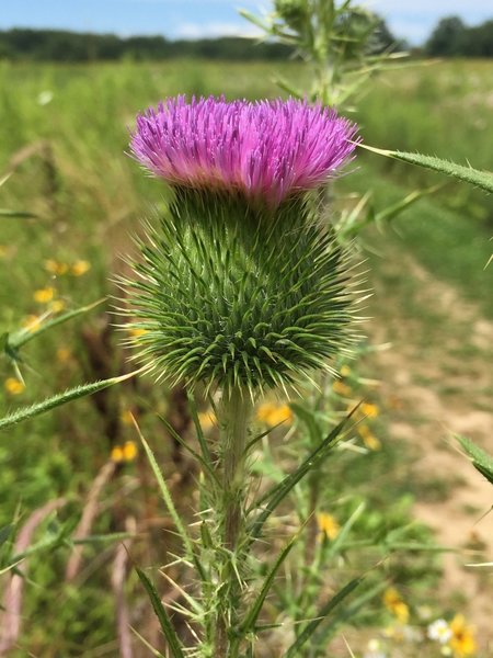 Thistle