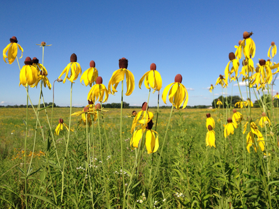 Black-Eyed Susan / Yellow Coneflower / Ratibida pinnata