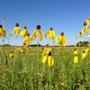 Black-Eyed Susan / Yellow Coneflower / Ratibida pinnata