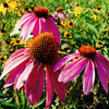 Purple Coneflower / Echinacea purpurea